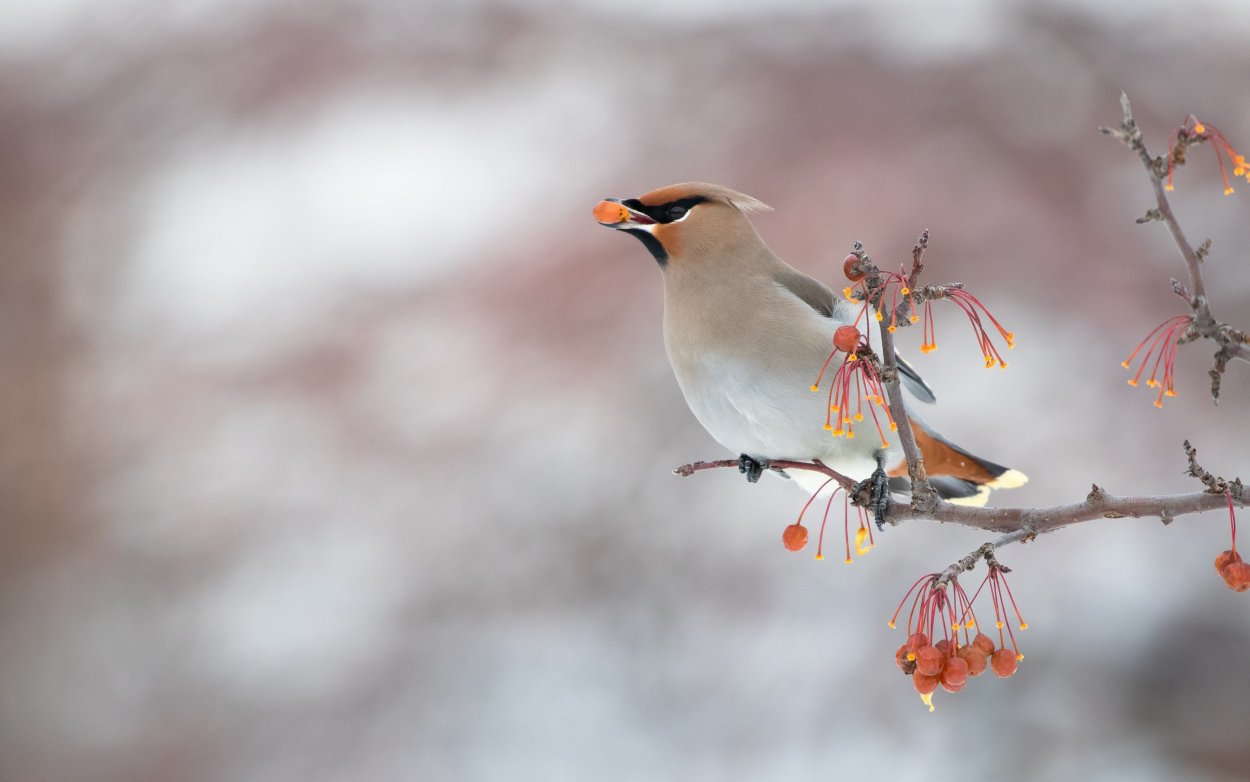 Свиристели на снегу