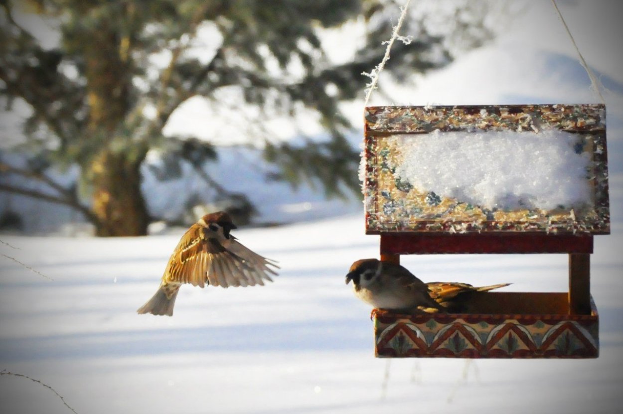 Кормушка для птиц