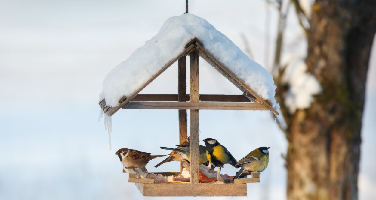 Рамка птицы на кормушке