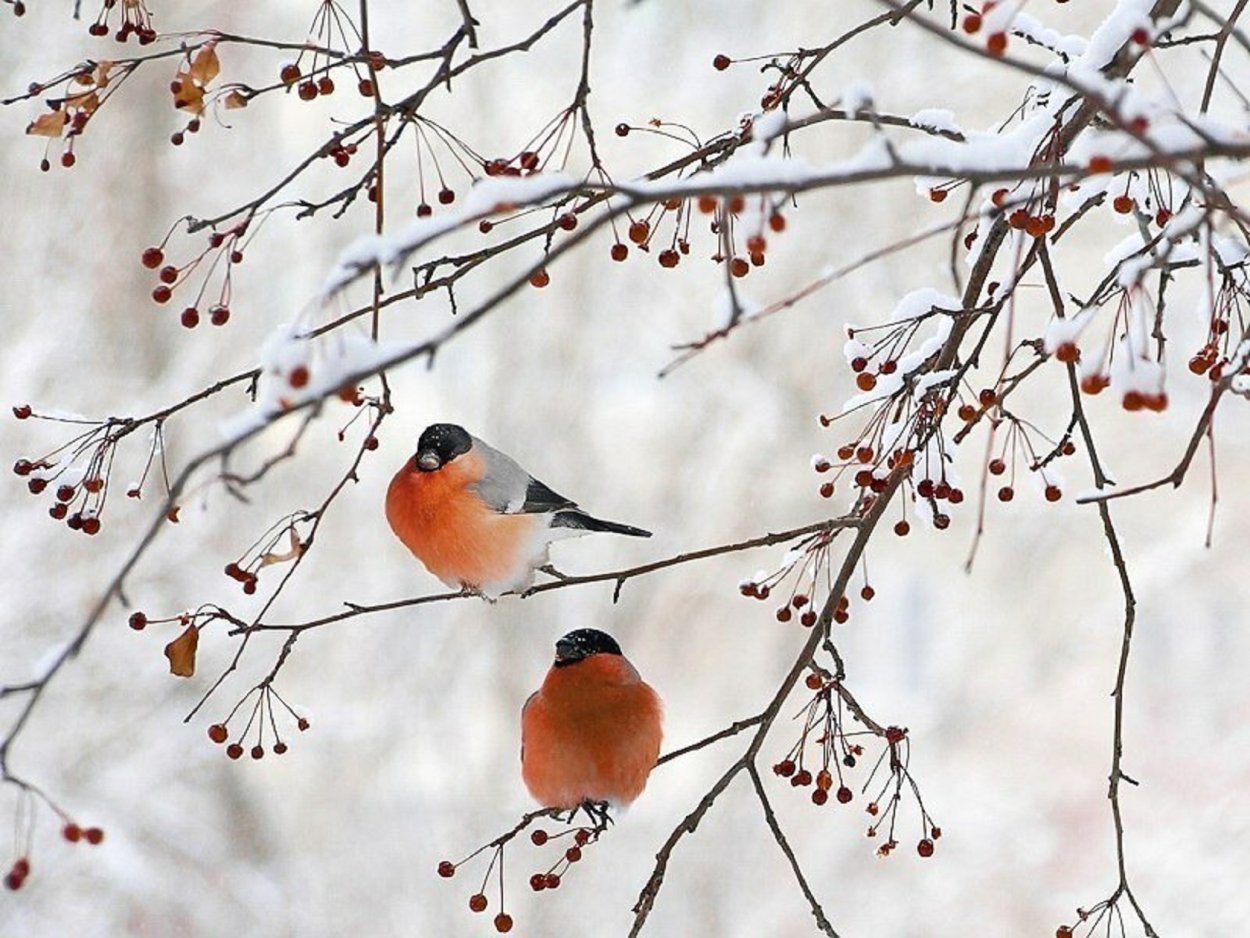 Птицы на ветке зимой