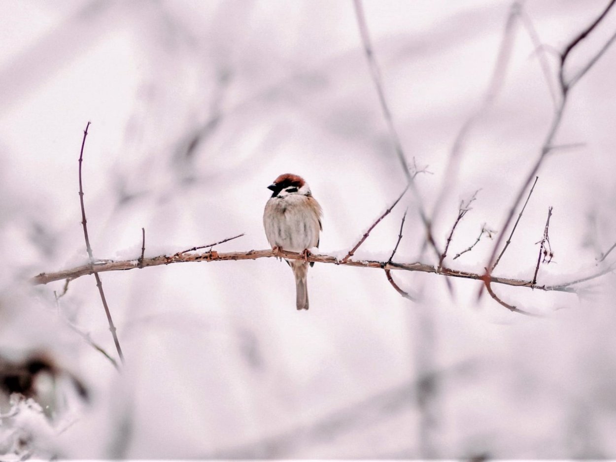 Птица прыгающая по лесу