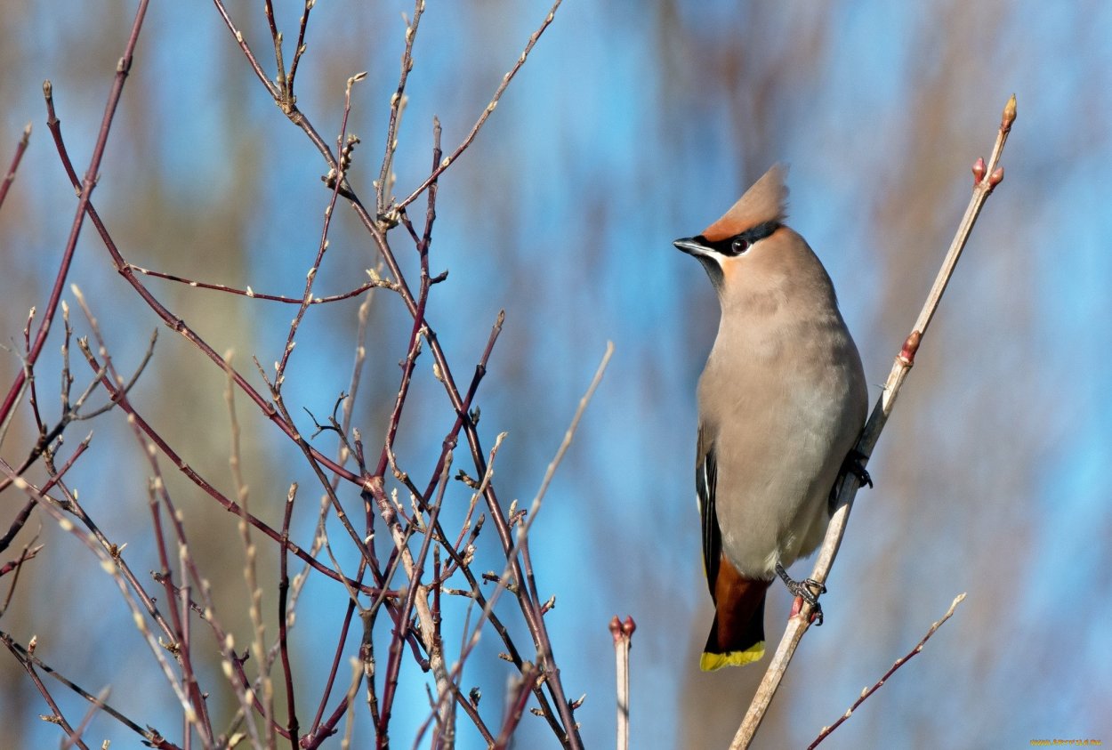 Дрозд птица с хохолком