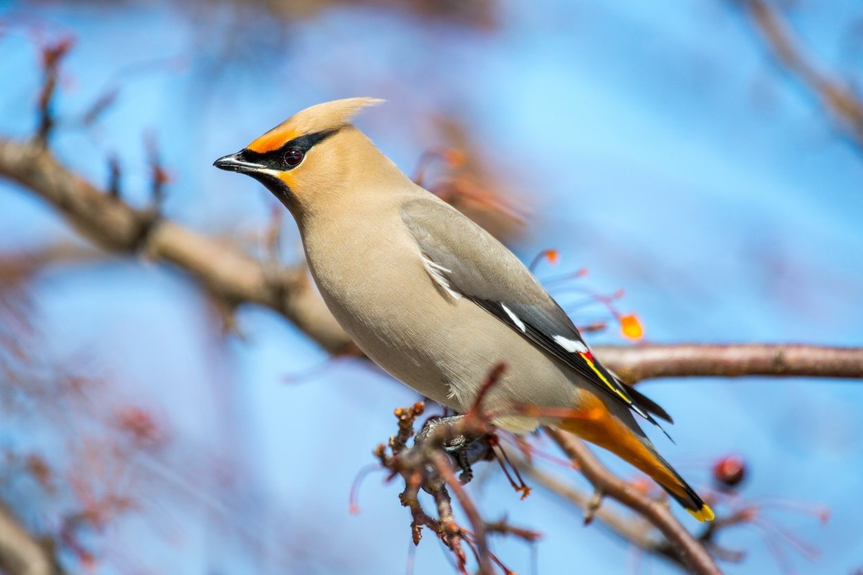 Птицы Урала свиристель