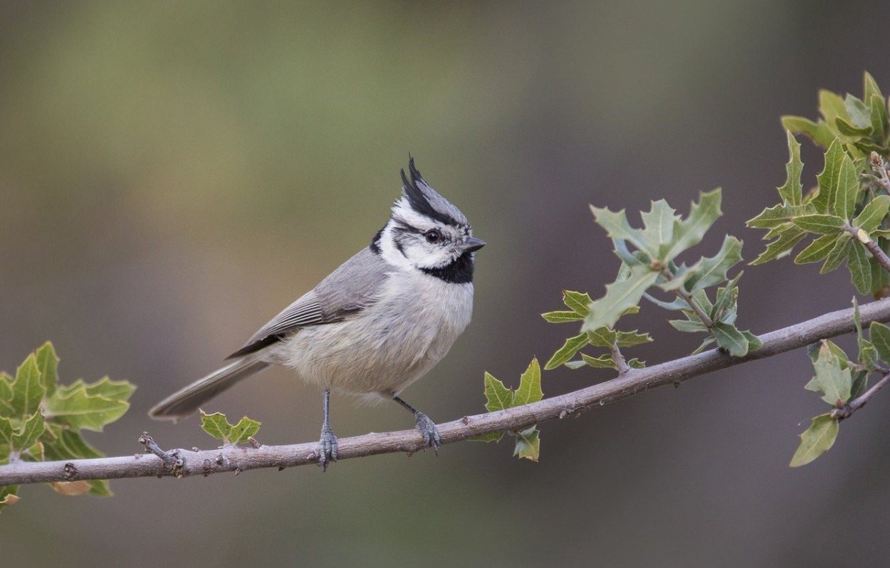 Хохлатая маленькая серая птичка