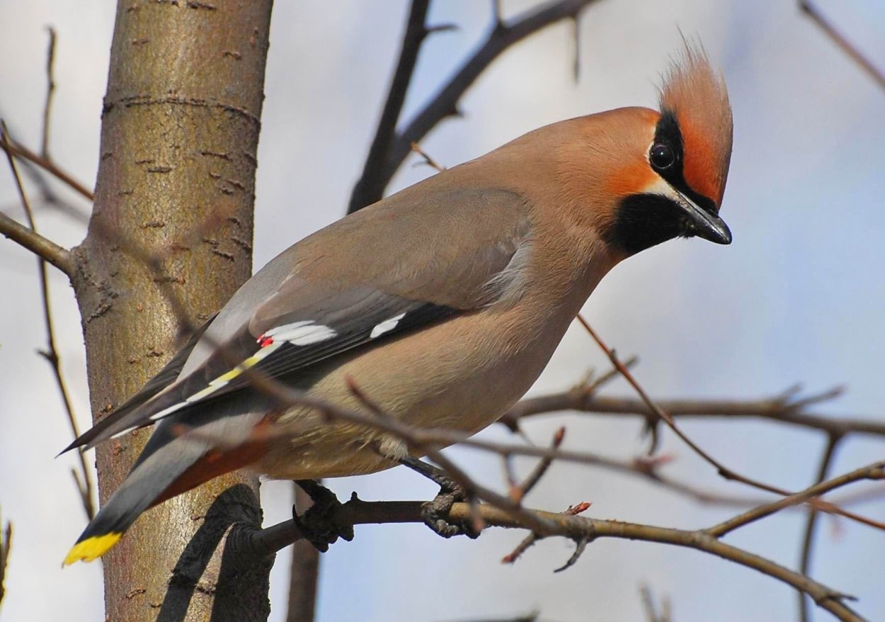 Сорокопут свиристель