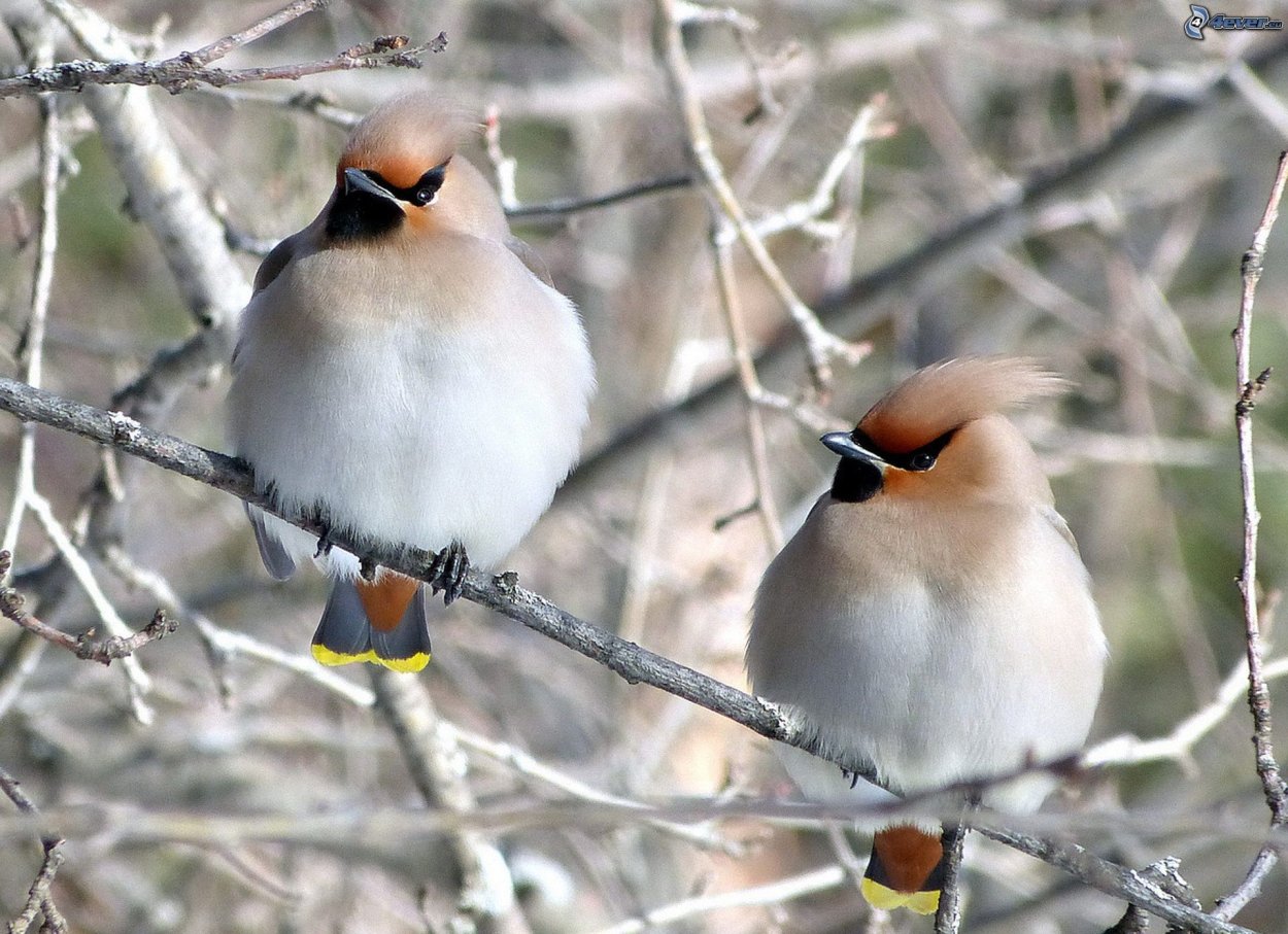 Свиристели перелетные птицы