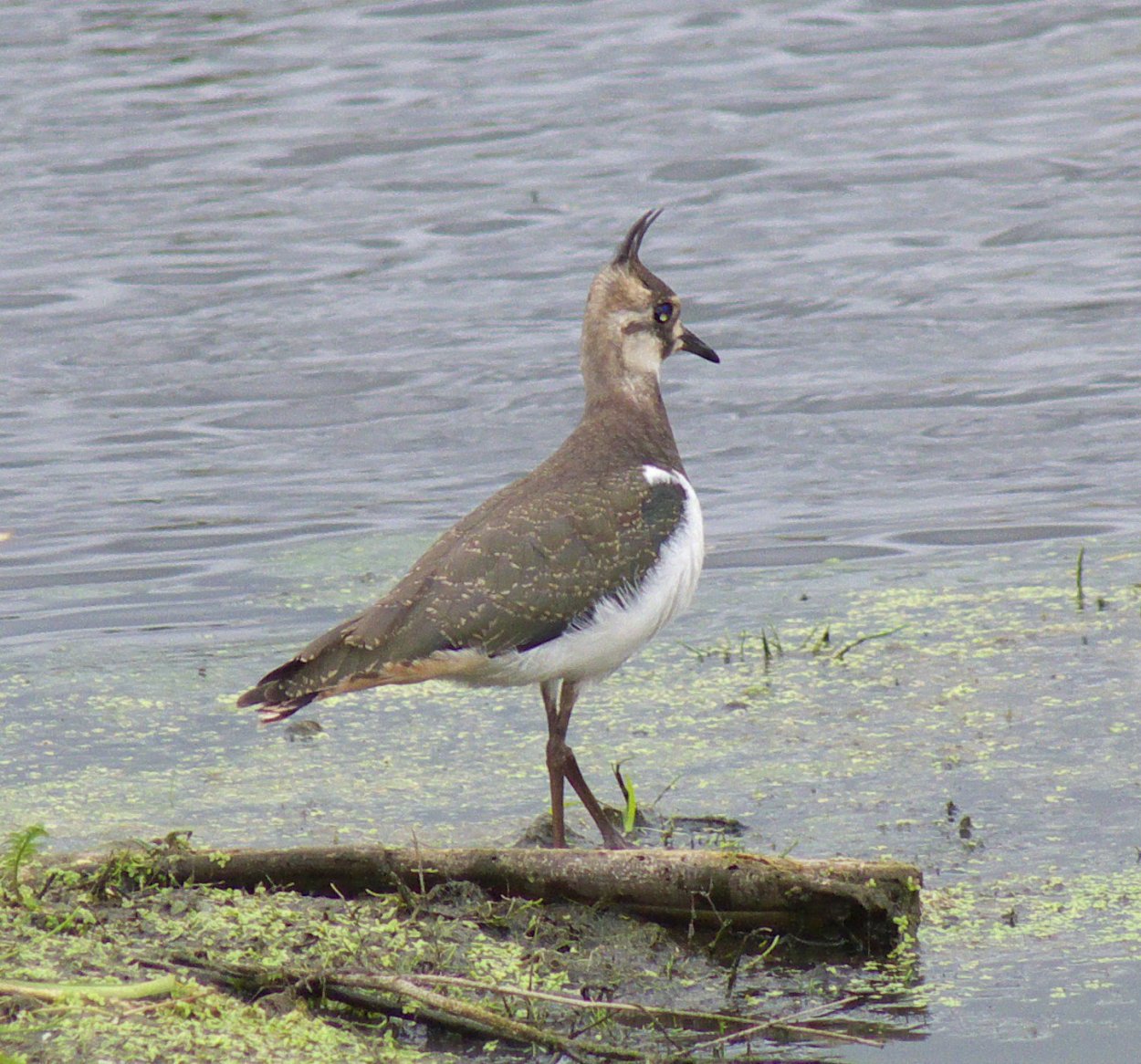 Чибис болотный