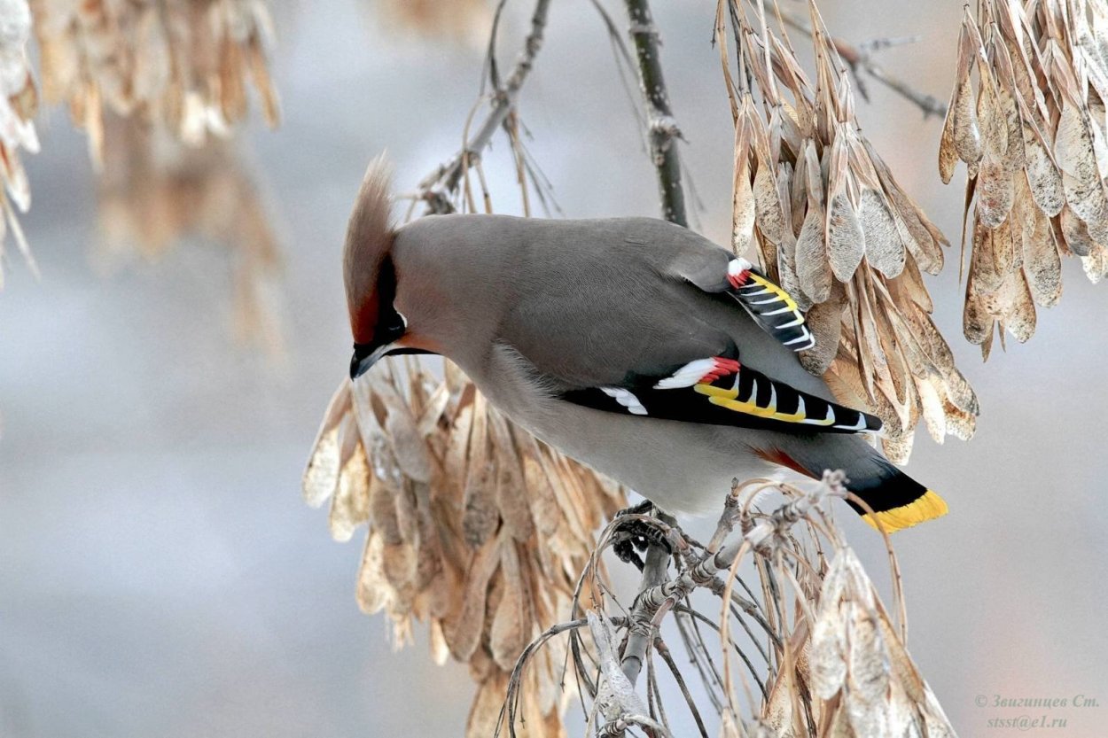 Хохлатая свиристель