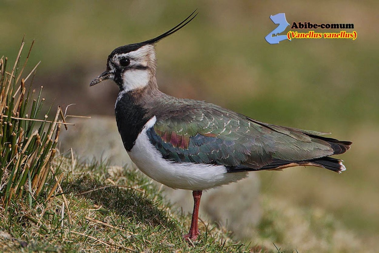 Полевой Чибис