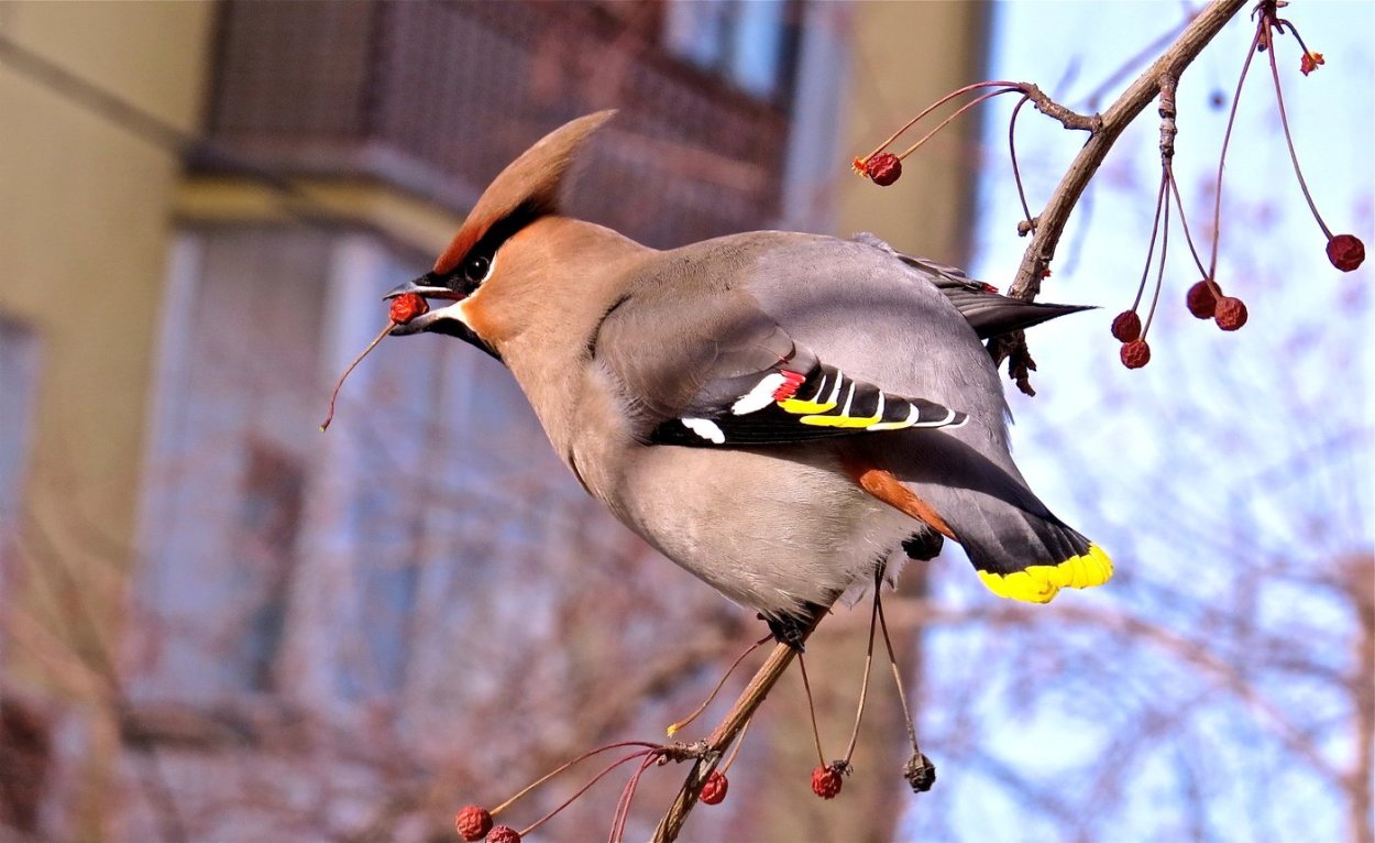 Свиристель в Сибири
