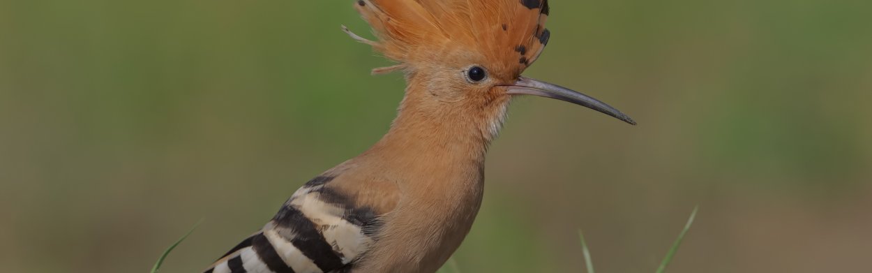 Лесной Кулик с хохолком