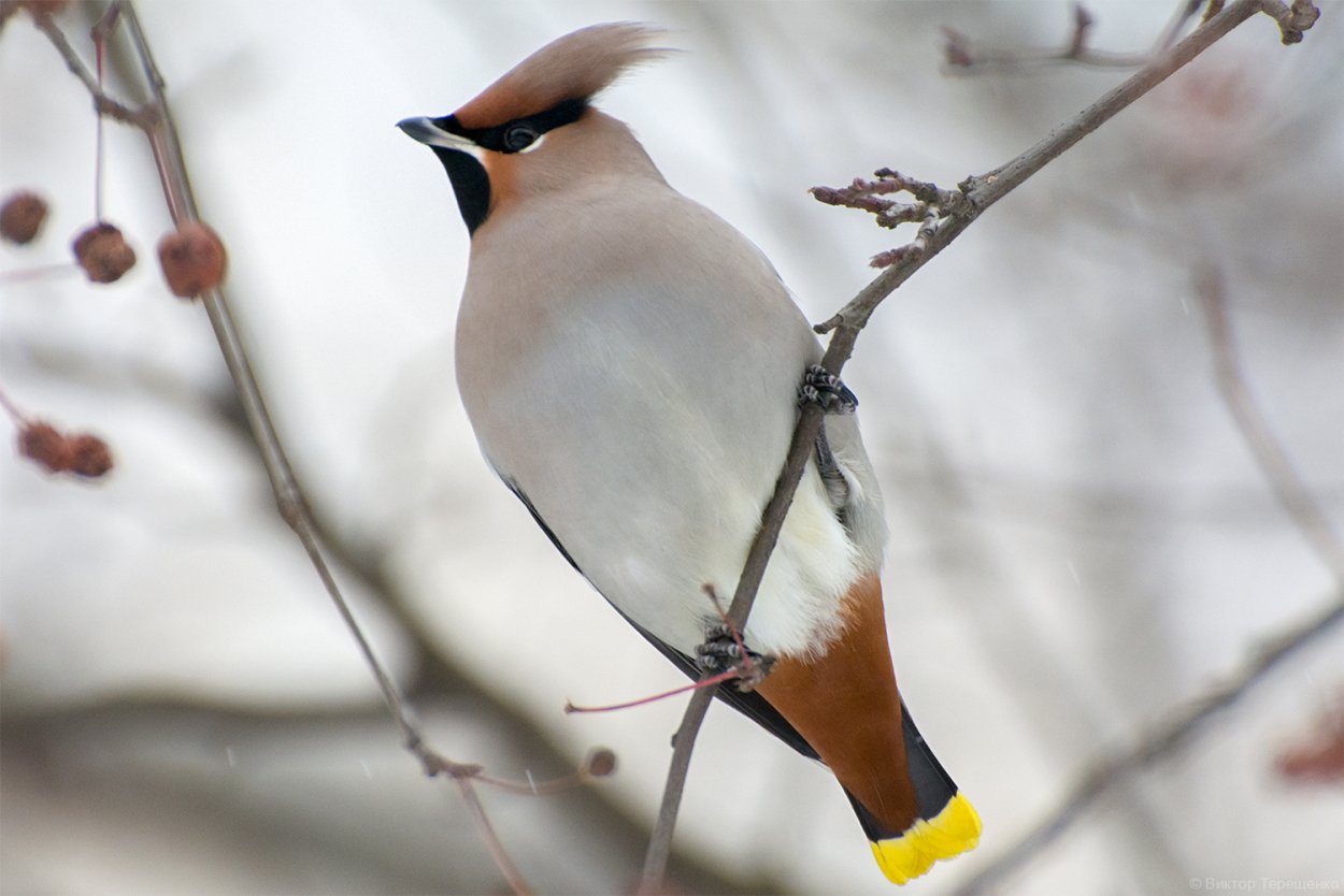 Хохлатая свиристель Питер