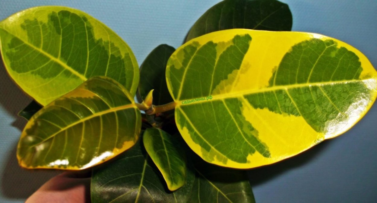 Фикус "Bengal Tiger"