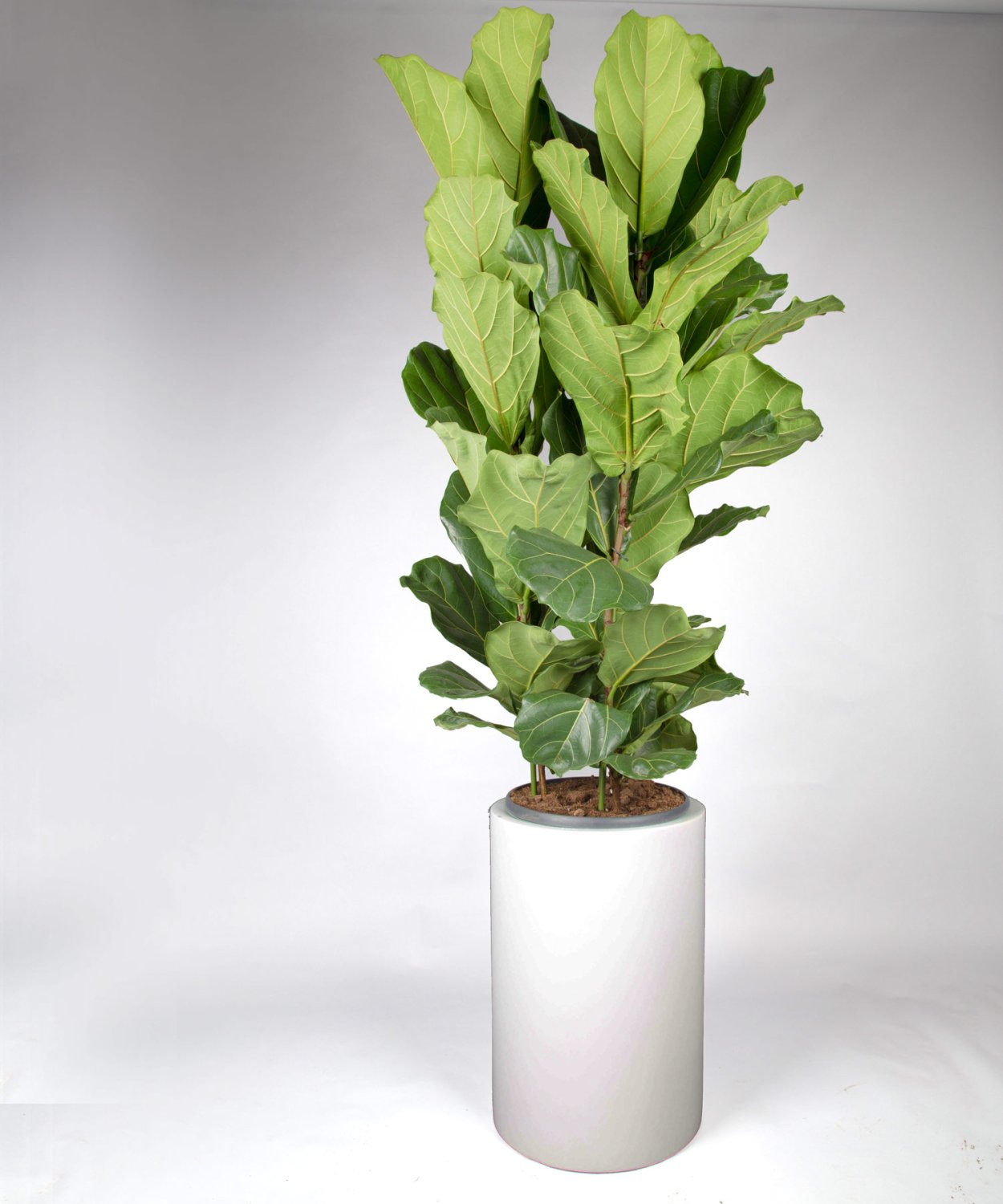 Фикус лирата Бамбино рост