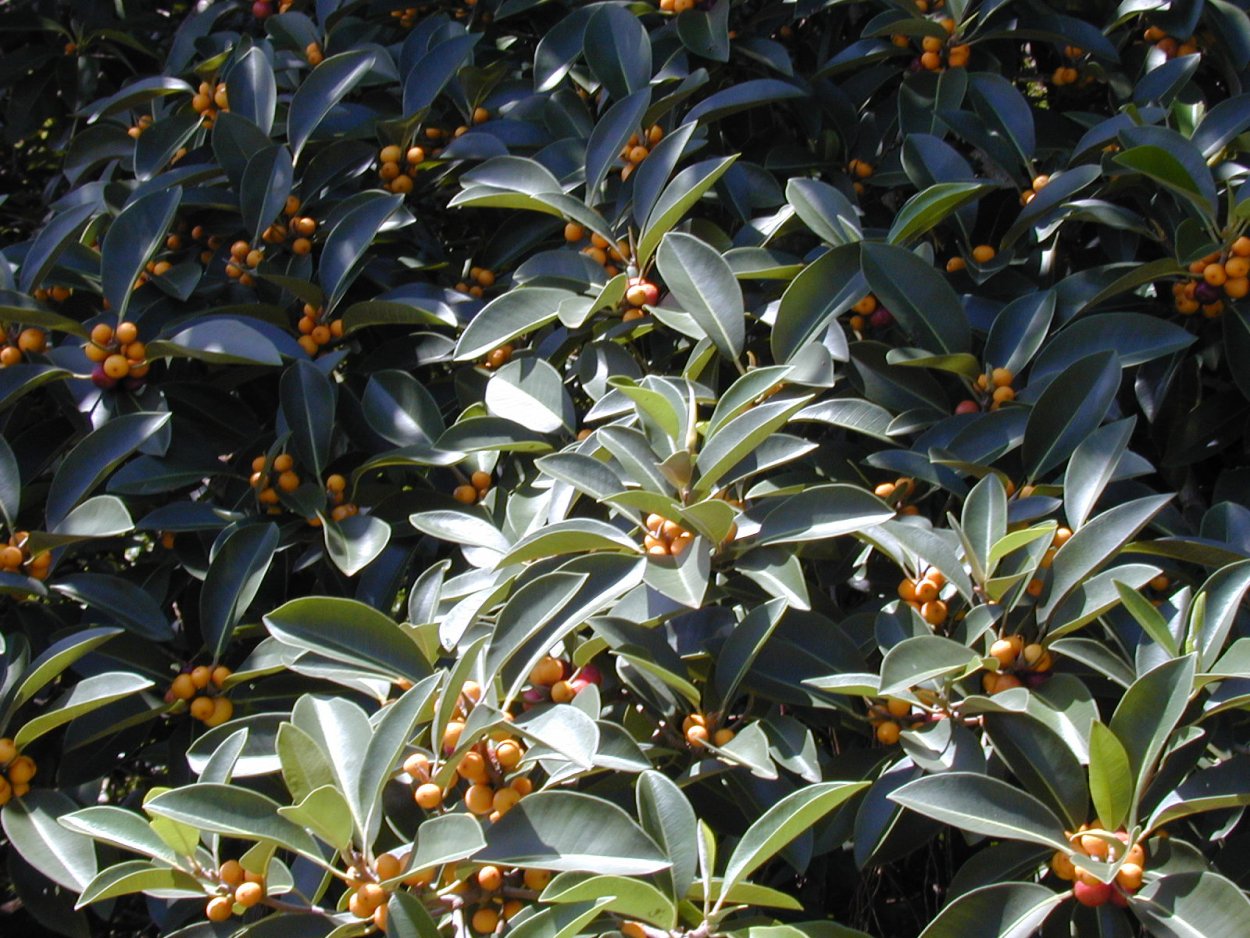 Фикус Платипода фото