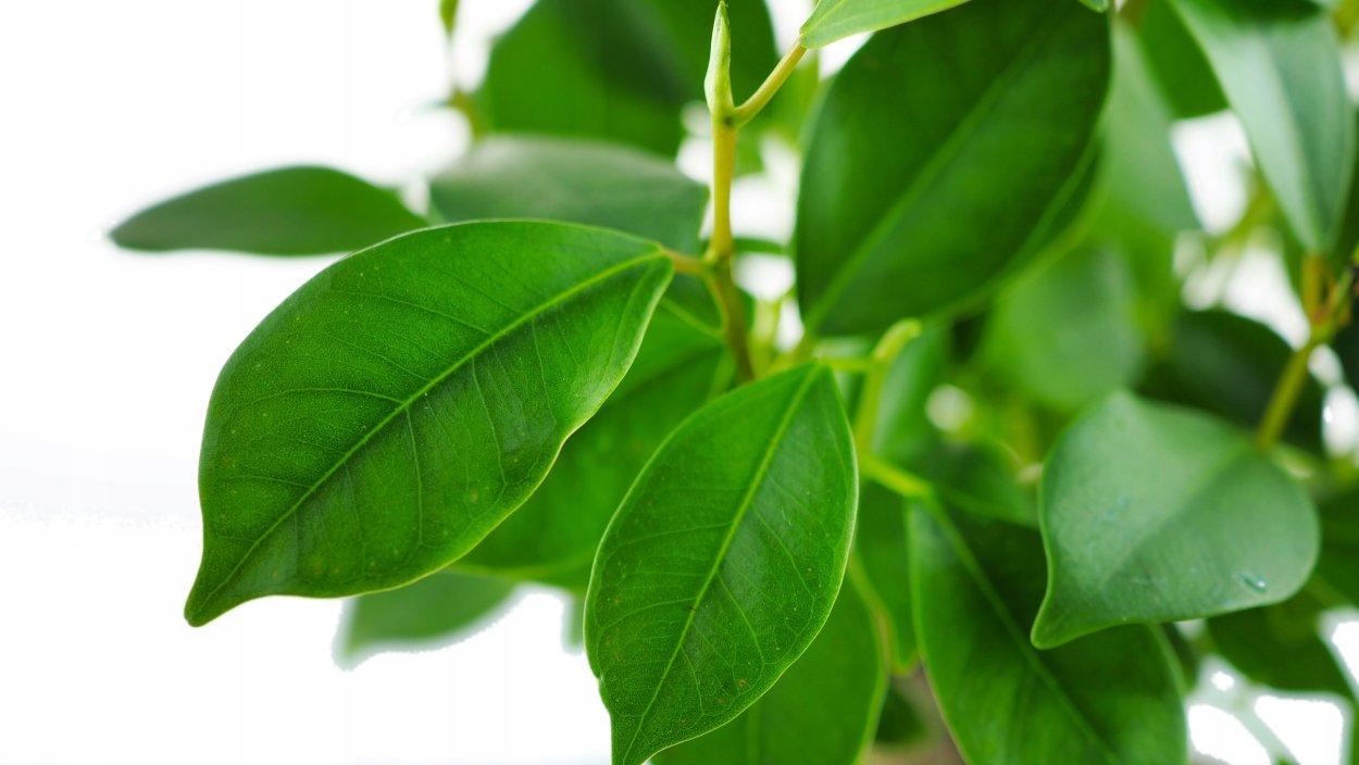 Фото листьев фикуса для обоев экрана