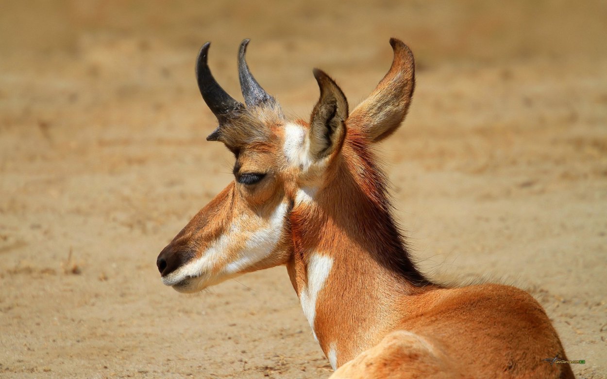 Вилорогая антилопа