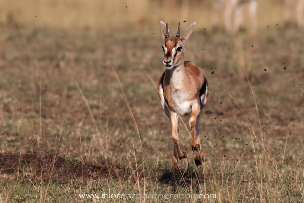 Антилопа Томпсона