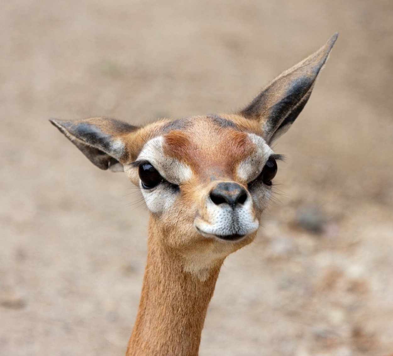 Косуля и антилопа