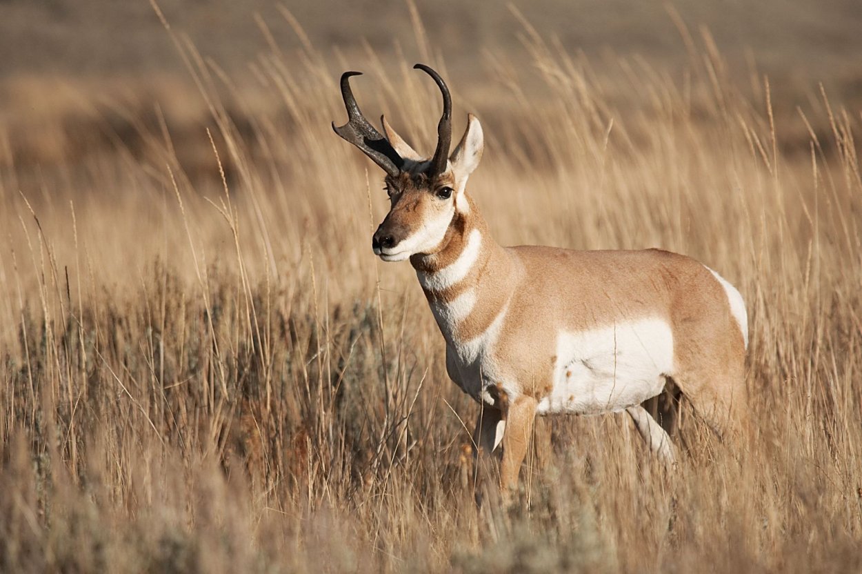 Антилопа вилорог