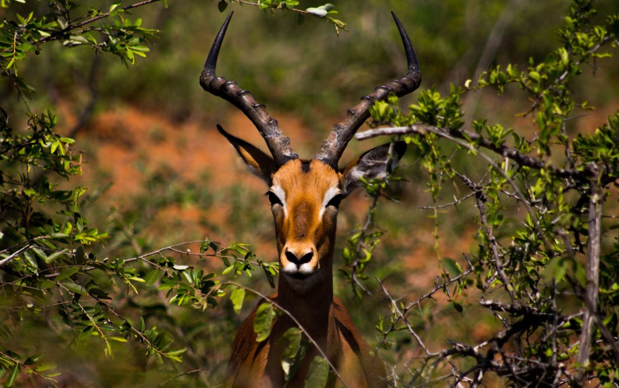 Tragelaphus imberbis