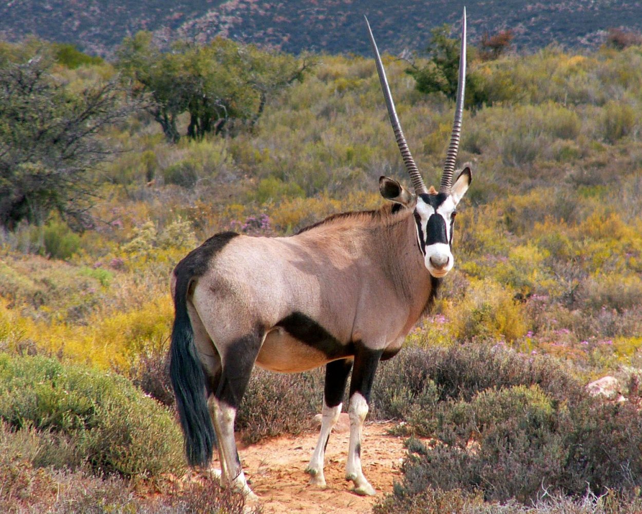 Южноафриканский Орикс сернобык