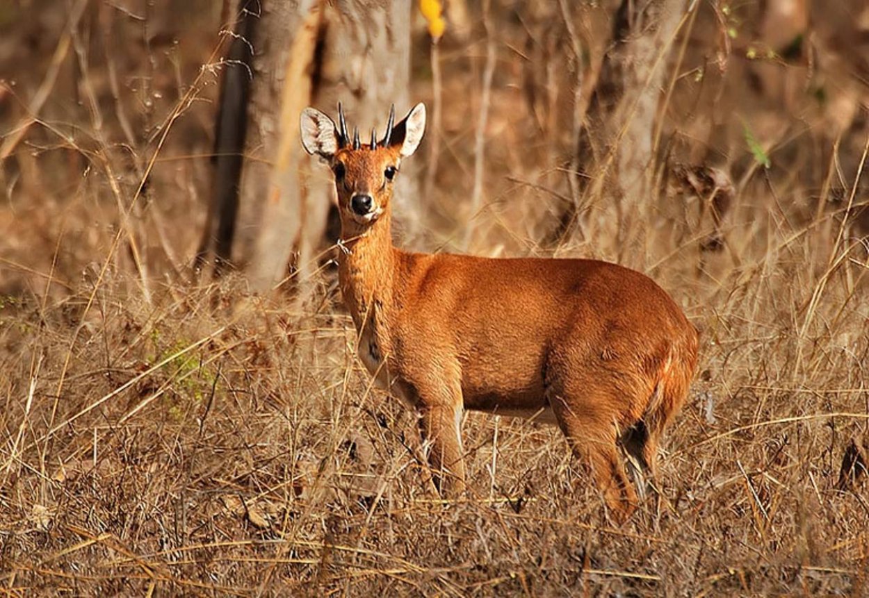 Четырёхрогая антилопа