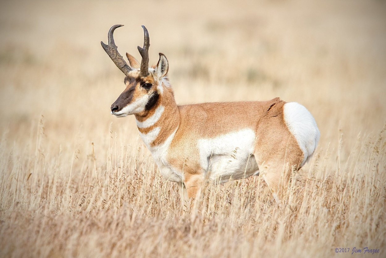 Вилорог Северная Америка