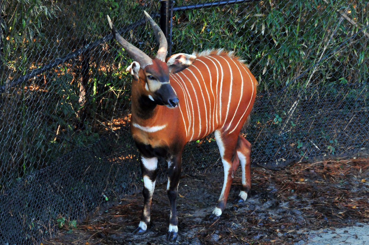 Лесная антилопа Бонго