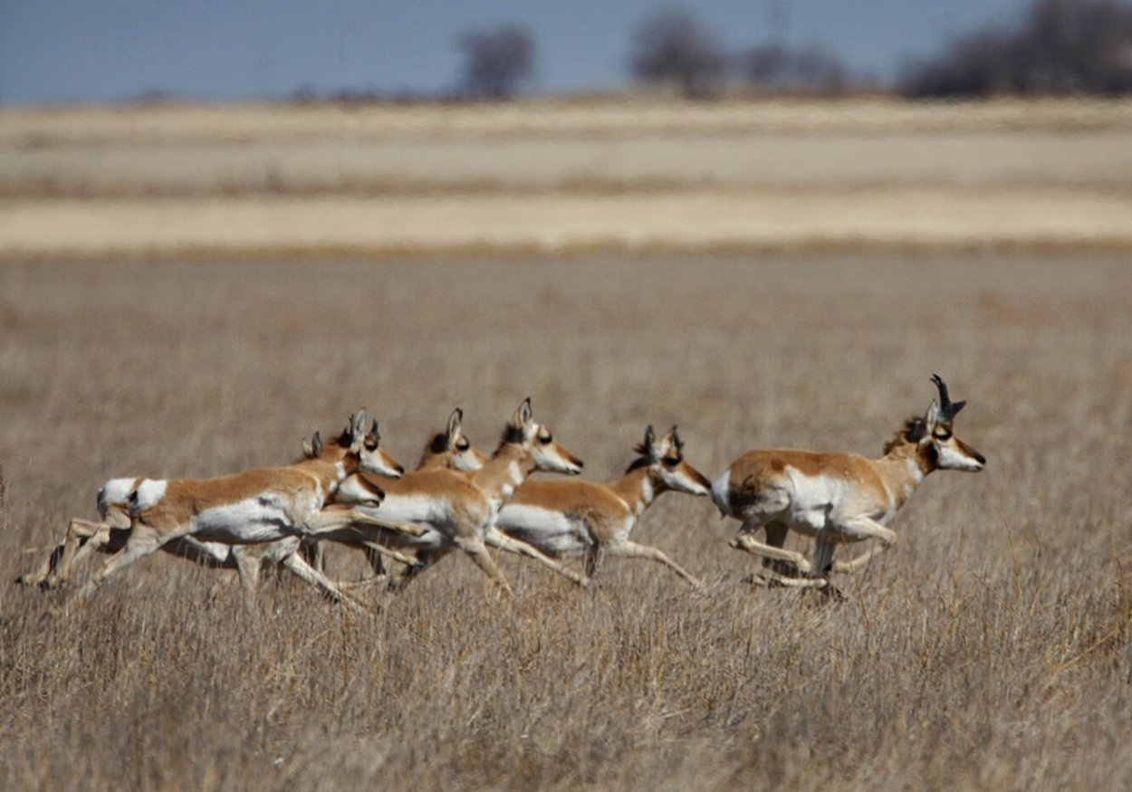 Антилопа вилорог стадо