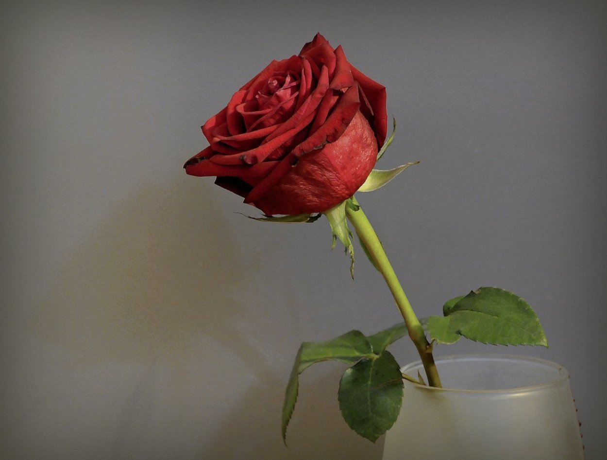 Розы в вазе