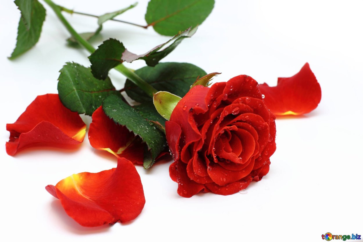 Красивые розы лежат