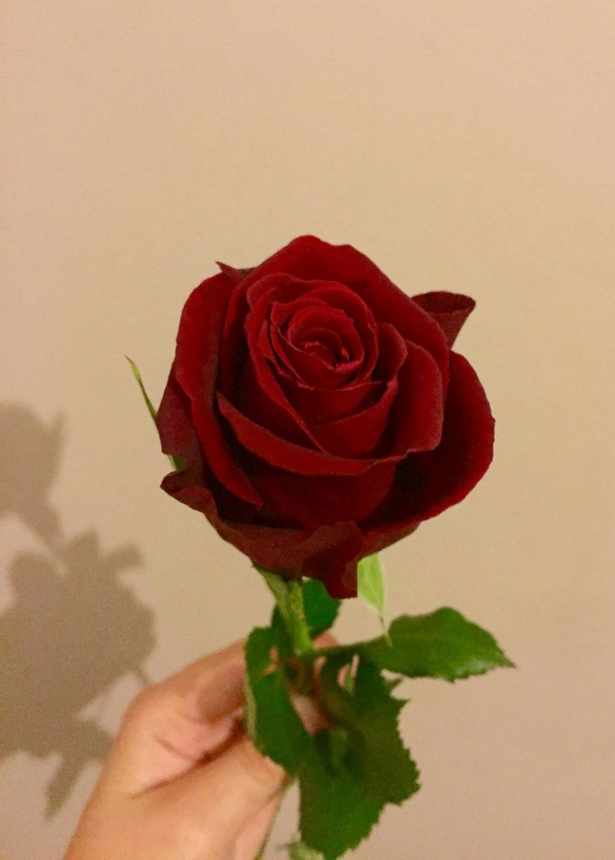 Одна Розочка