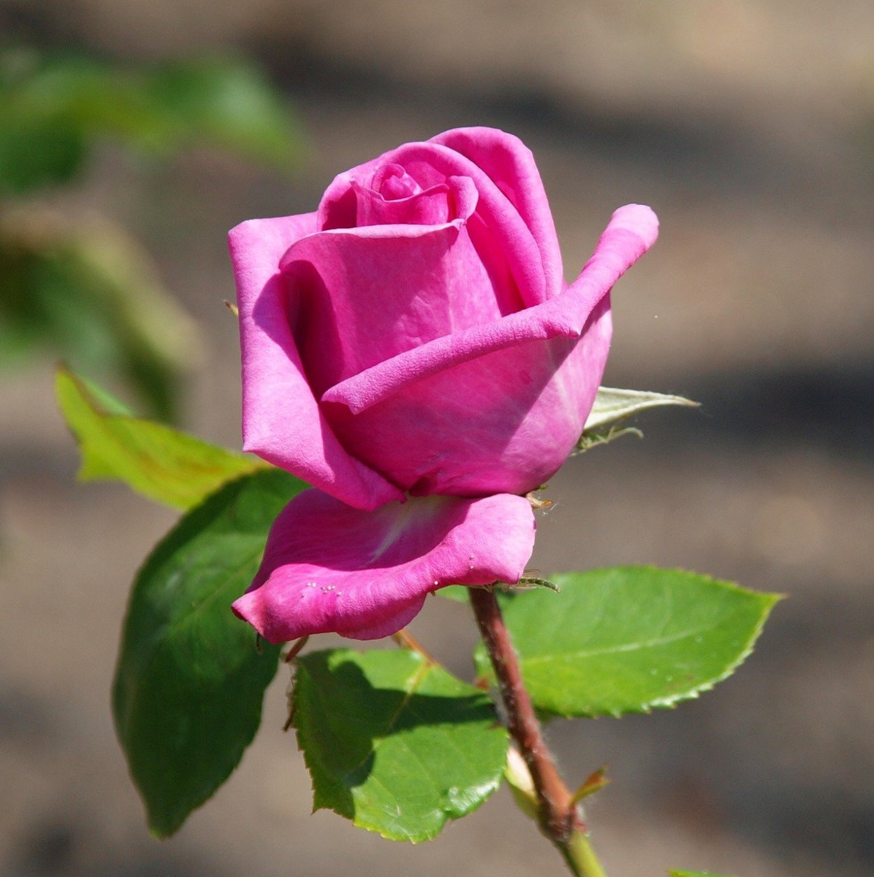 Одинокая роза