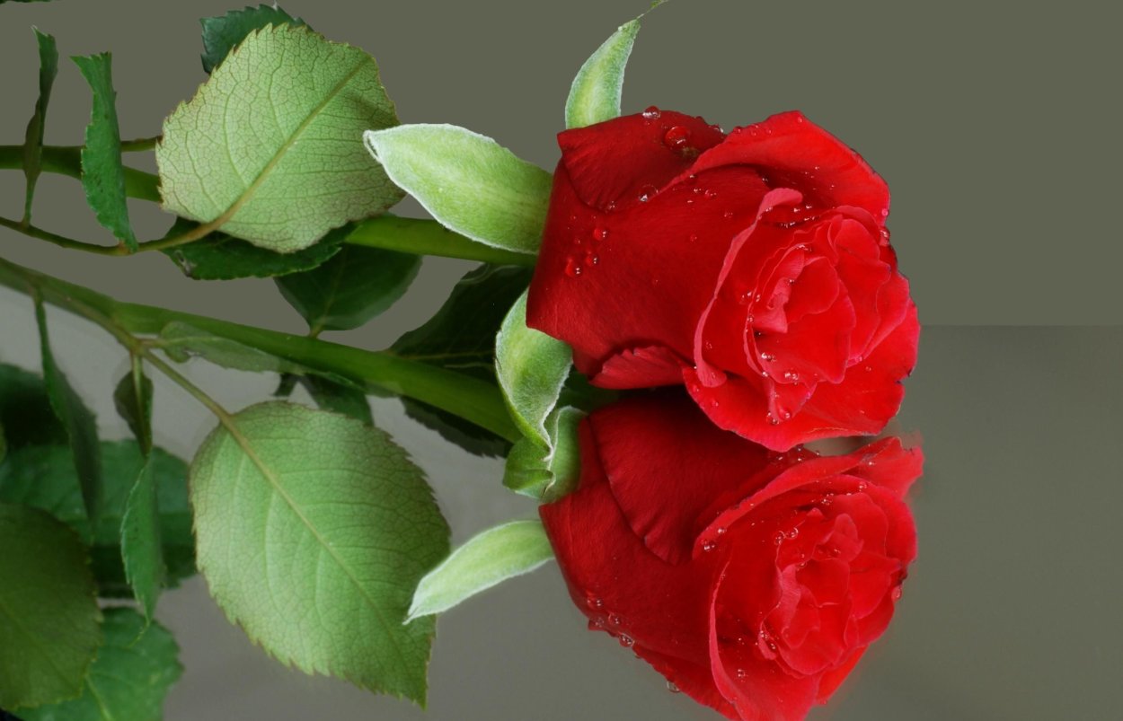 Одна красивая роза