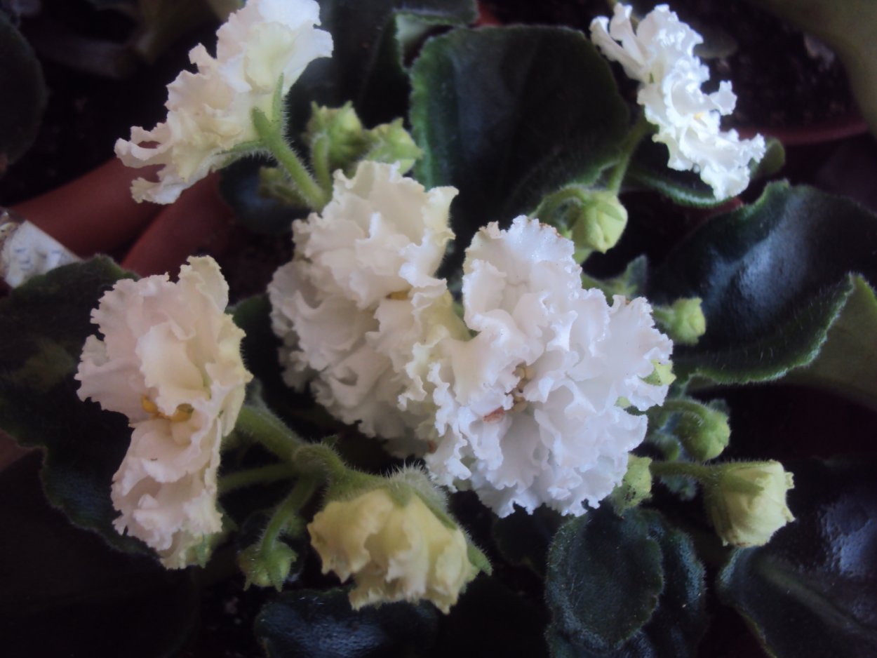 Фиалка свадебный букет Морев