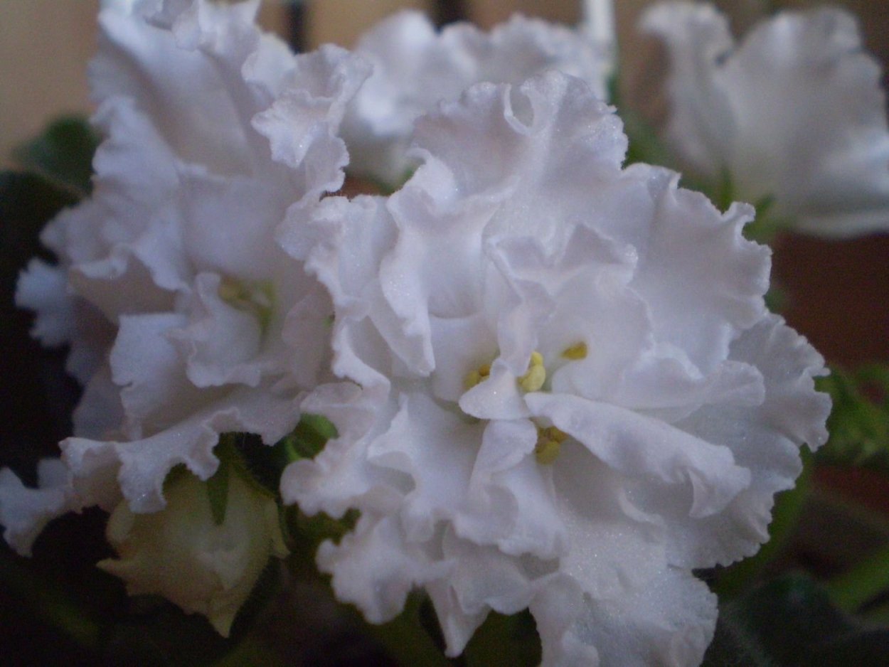 Сорт фиалки свадебный букет