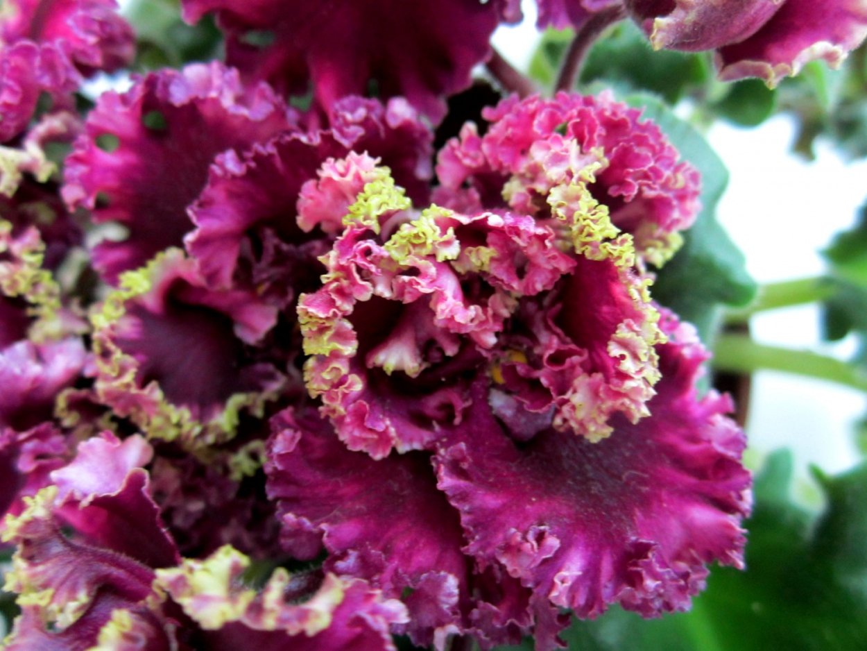 Фиалка цыганская свадьба