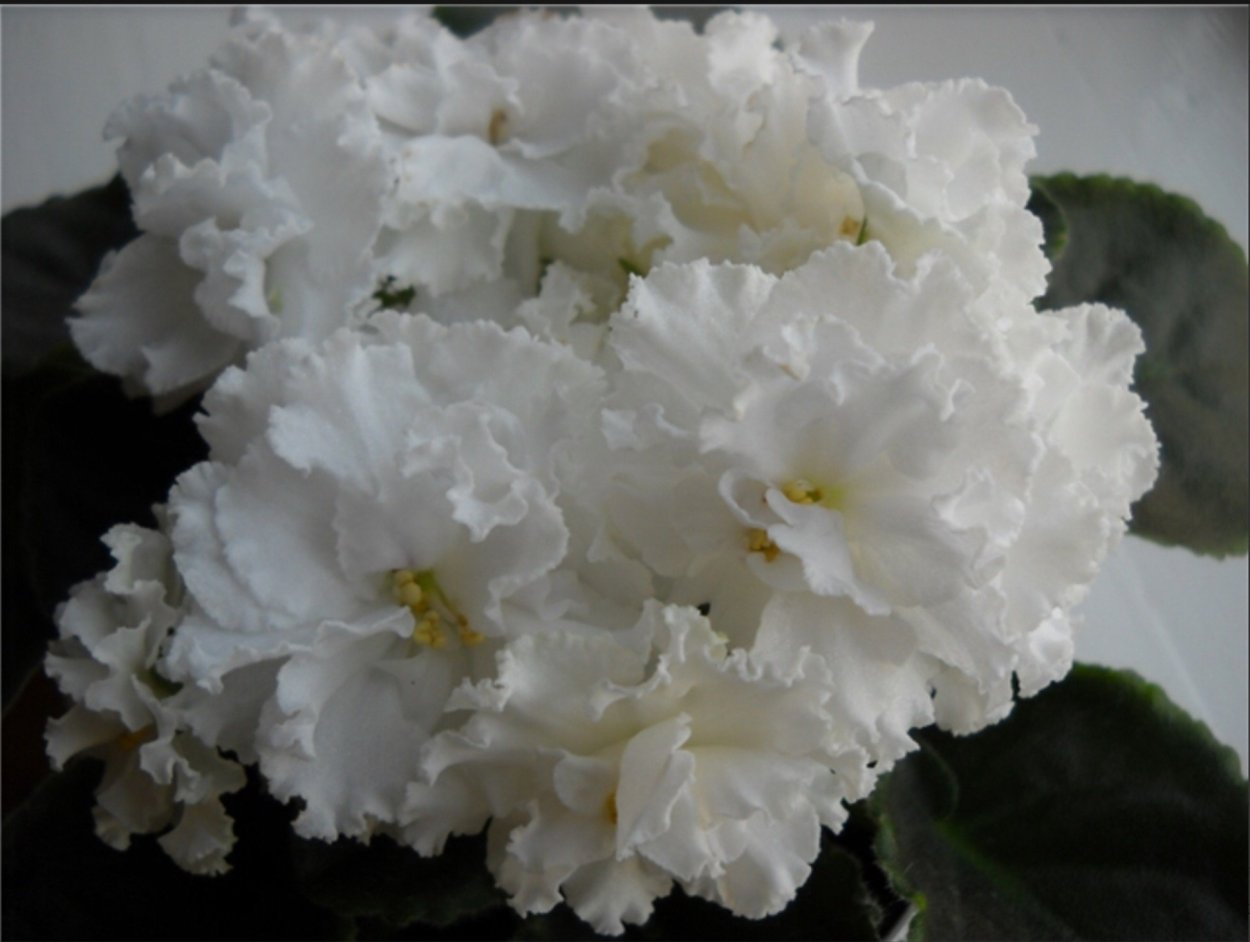 Фиалка свадебный букет Морев