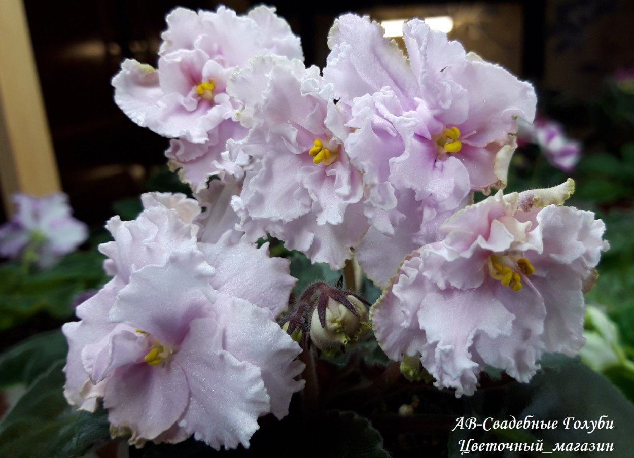 Фиалка АВ Свадебные голуби