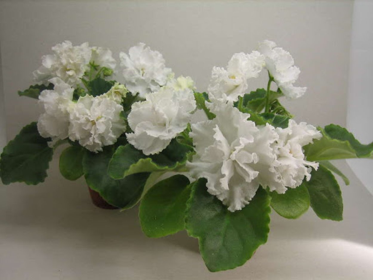 Фиалка букет невесты Морев