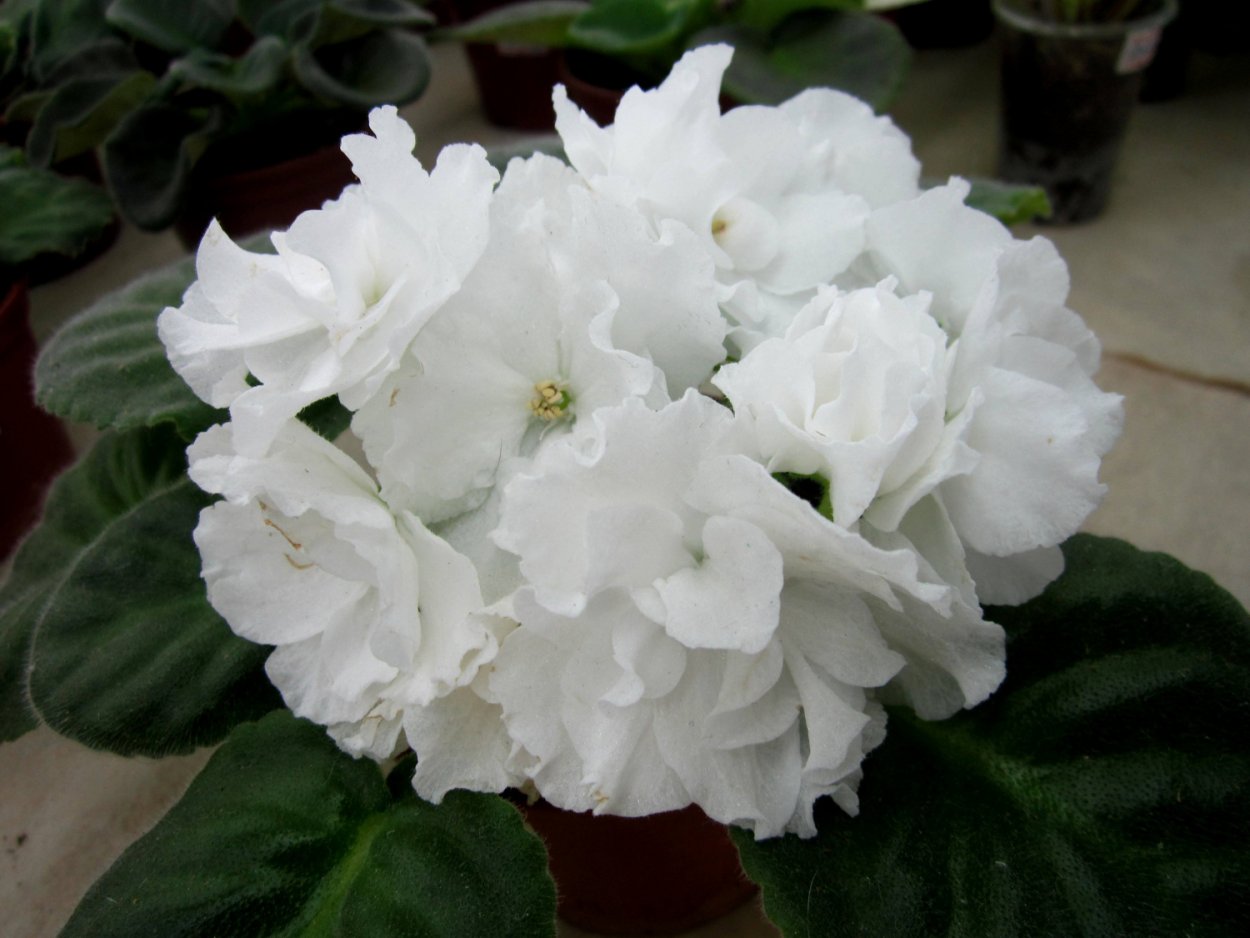 Фиалка ЕК сказка севера