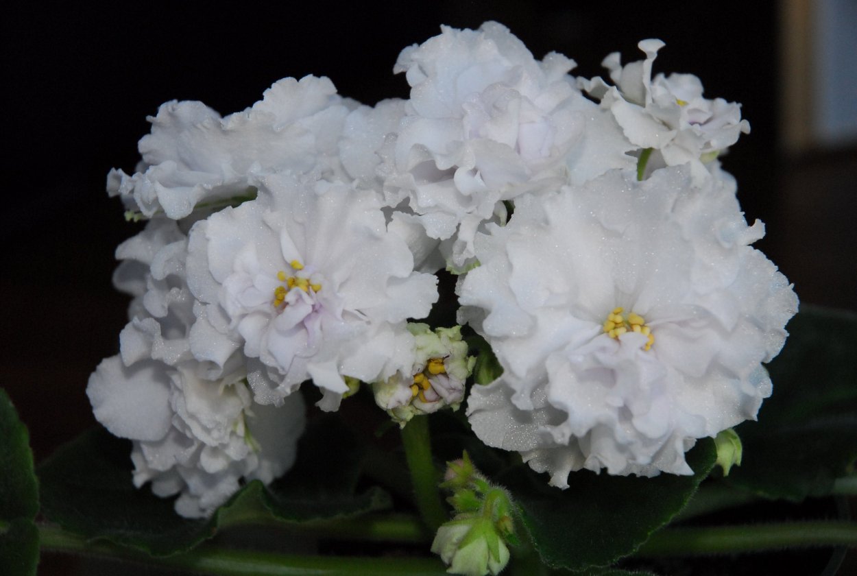 Фиалка ЕК-фарфоровая свадьба