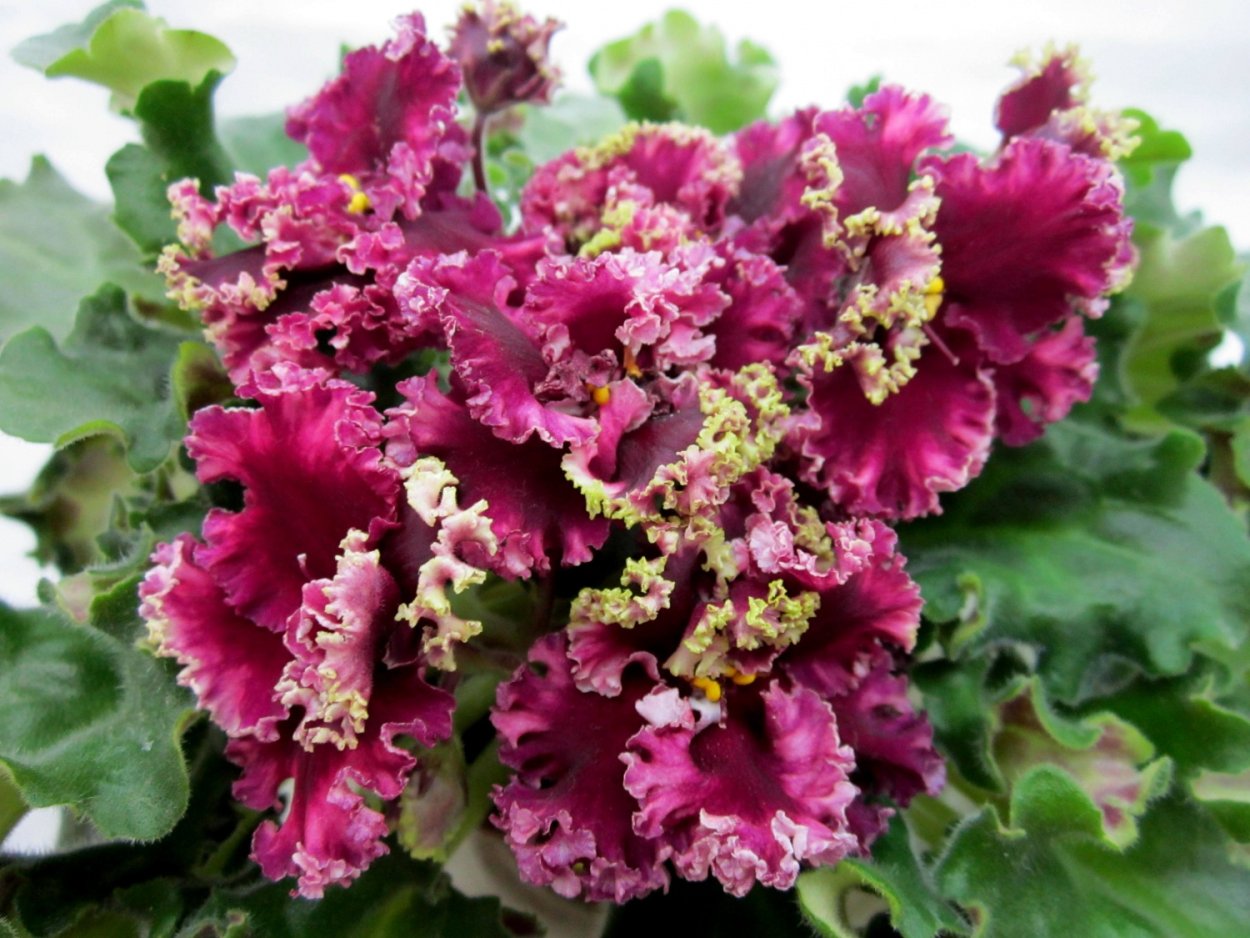 Сенполия АВ цыганская свадьба