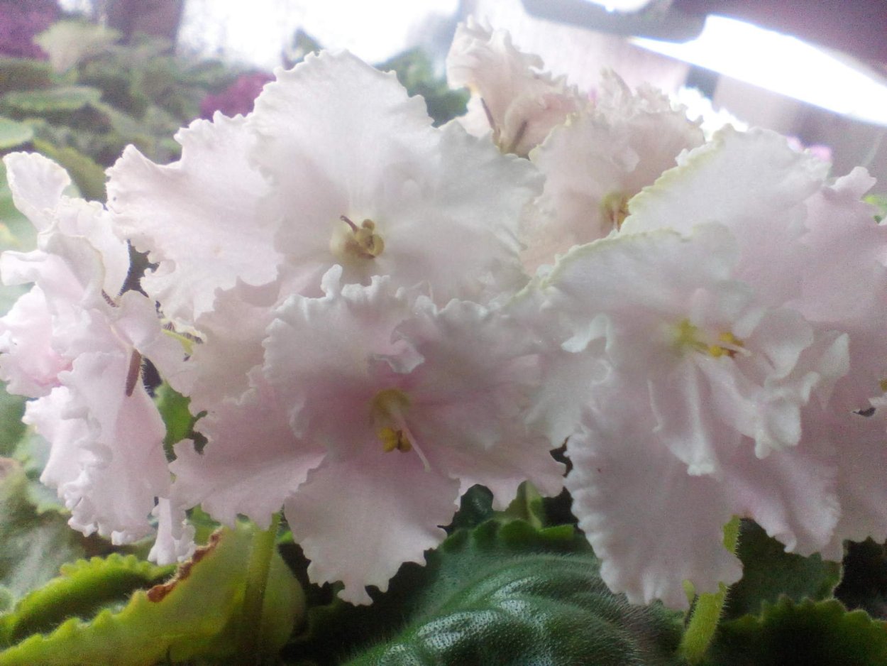 Фиалка АВ Свадебные голуби