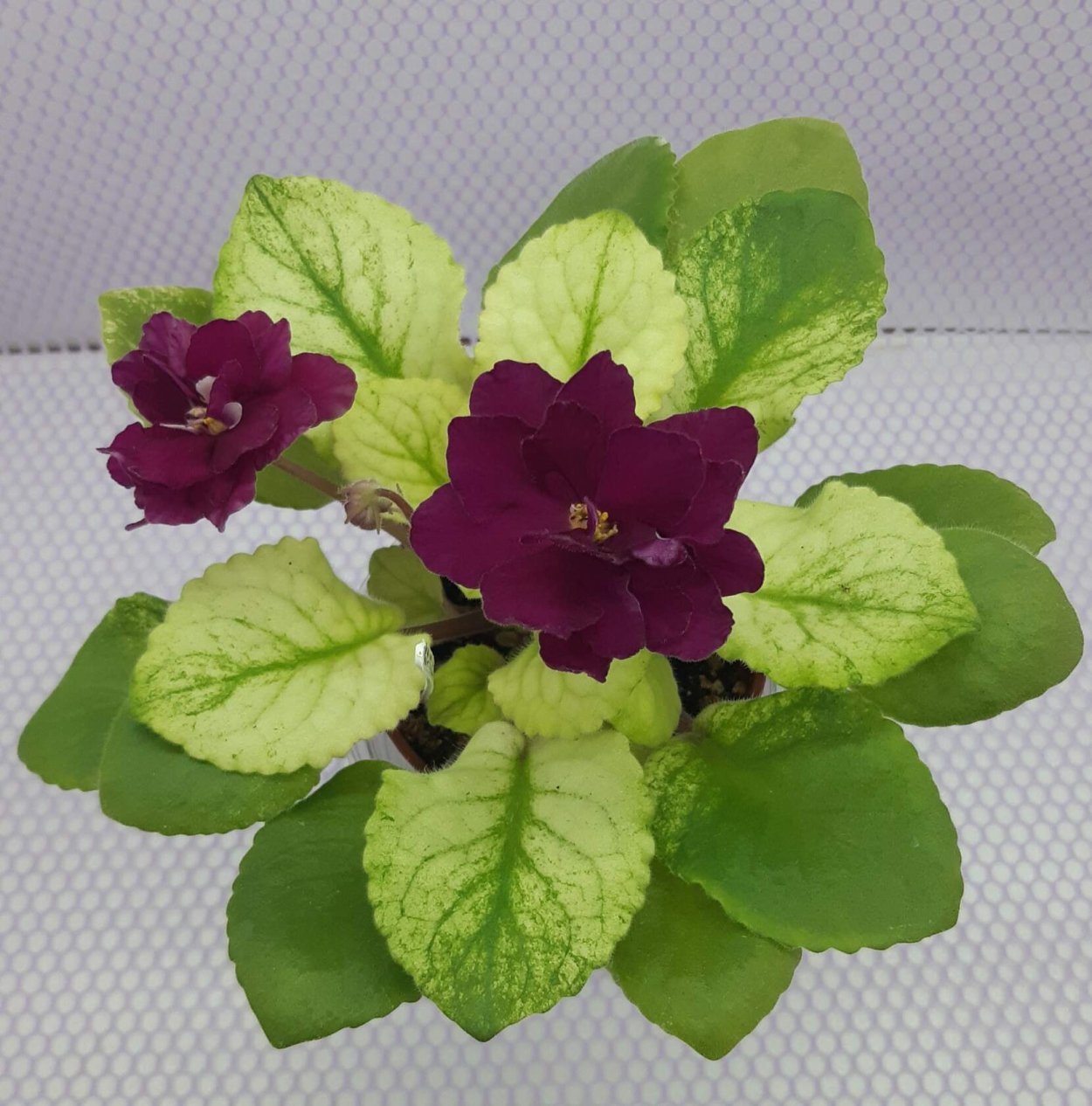 Фиалка платиновая свадьба