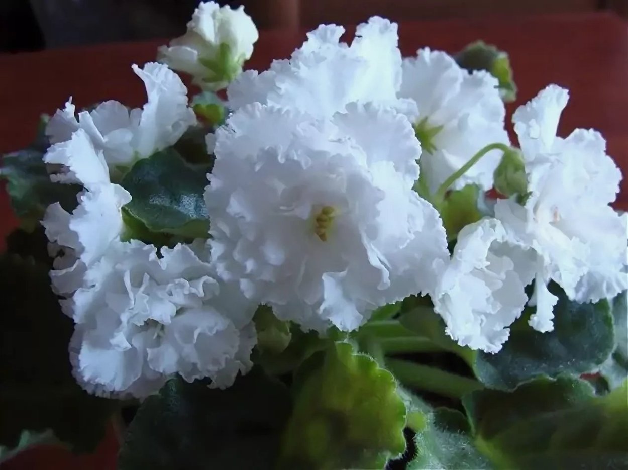 Фиалка ЕК свадебный букет