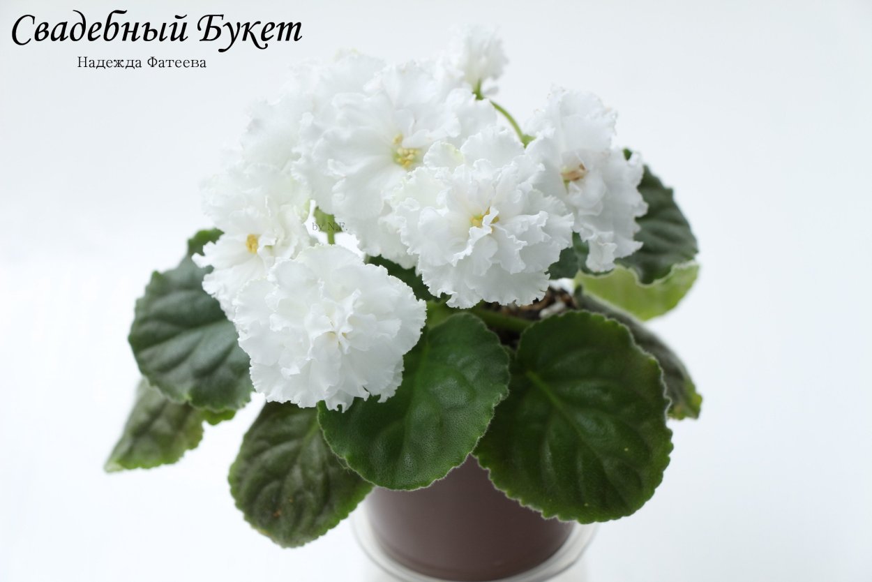 Сенполия свадебный букет