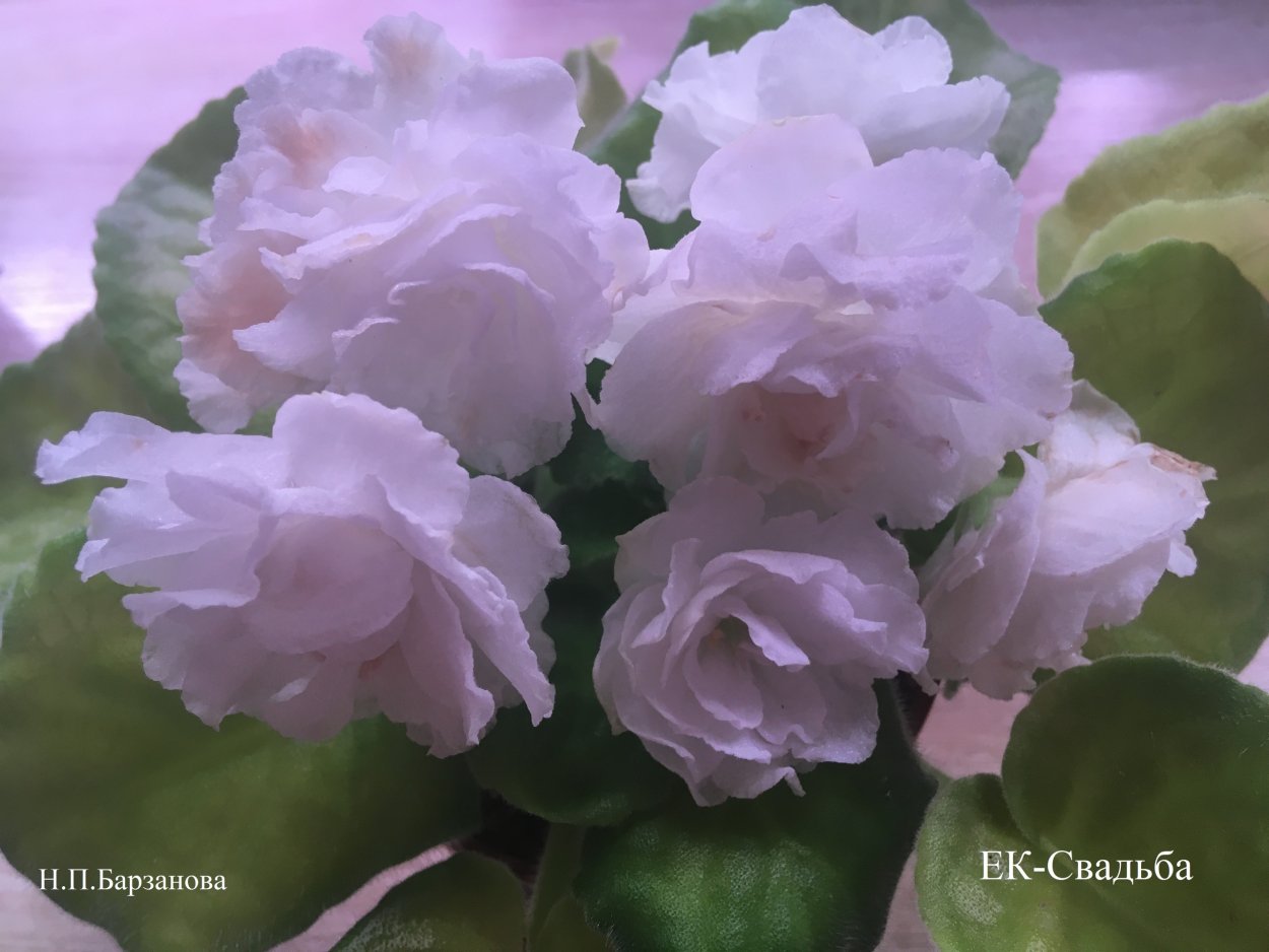 Фиалка ЕК свадьба