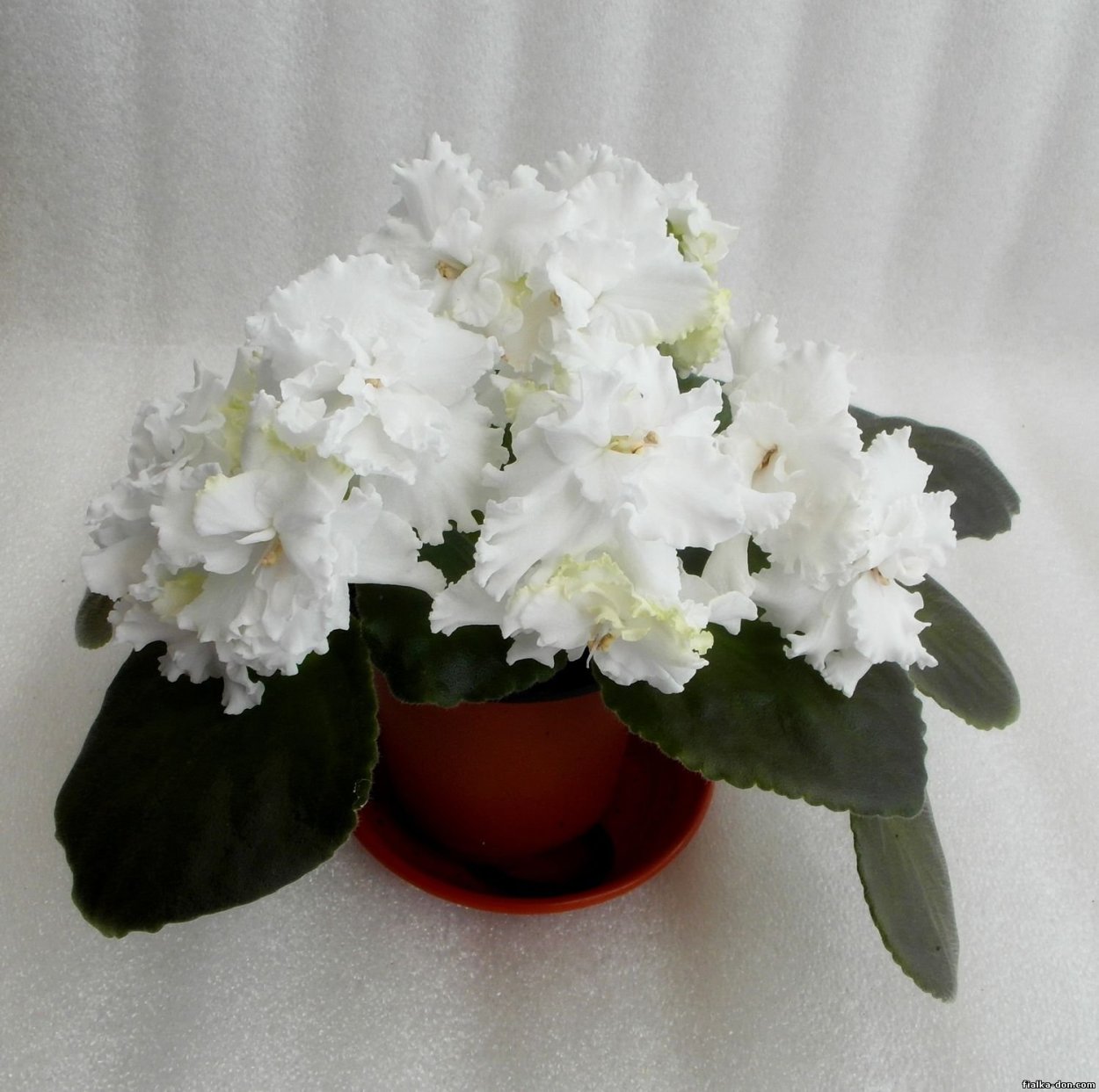 Сенполия меренге